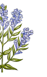 Květina | Serafin byliny