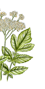 Květina | Serafin byliny