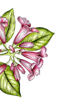 Květina | Serafin byliny